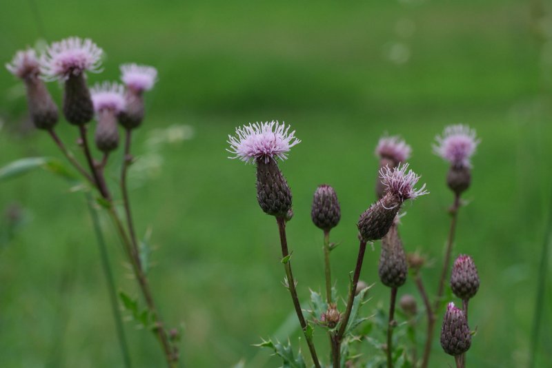 Бодяк полевой (Cirsium arvense)