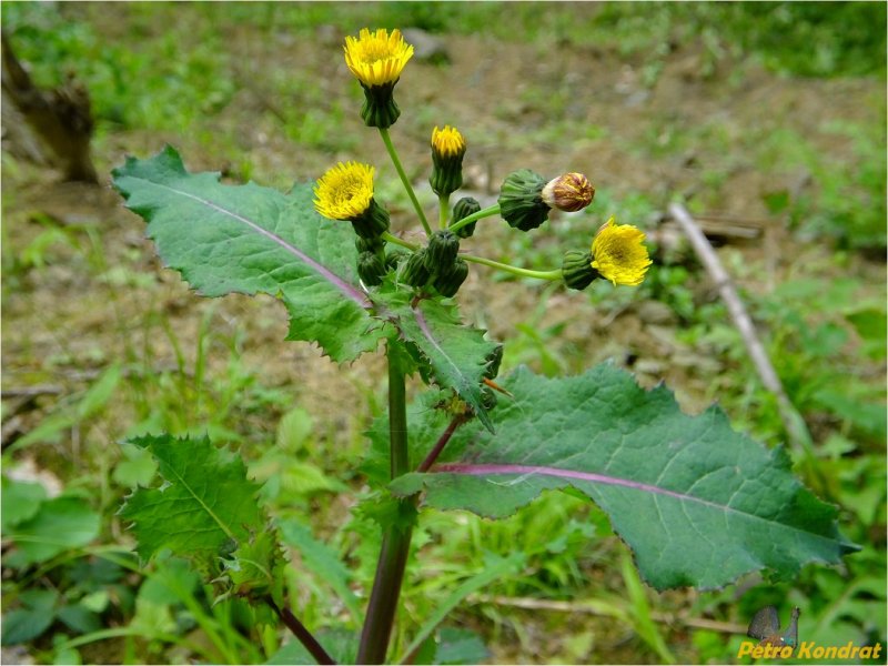 Осот шероховатый (Sonchus Asper l.)