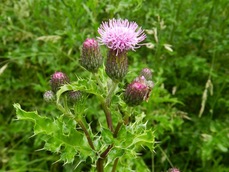 Бодяк полевой (Cirsium arvense)