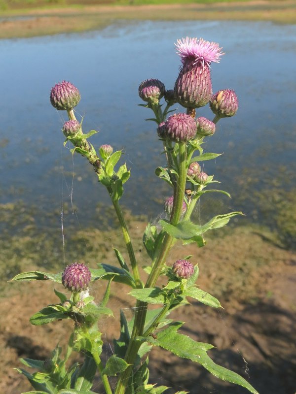 Бодяк полевой (Cirsium arvense)