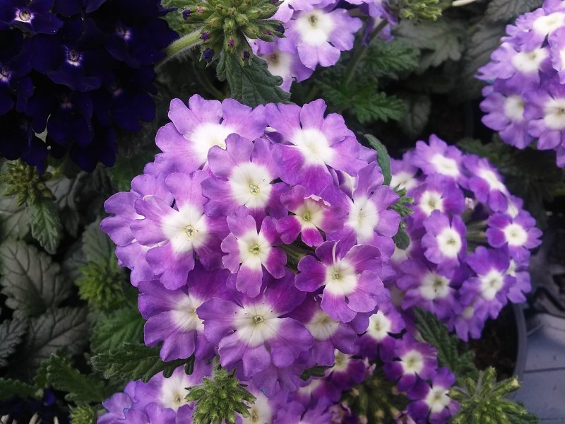 Схизантус Jay Pansies