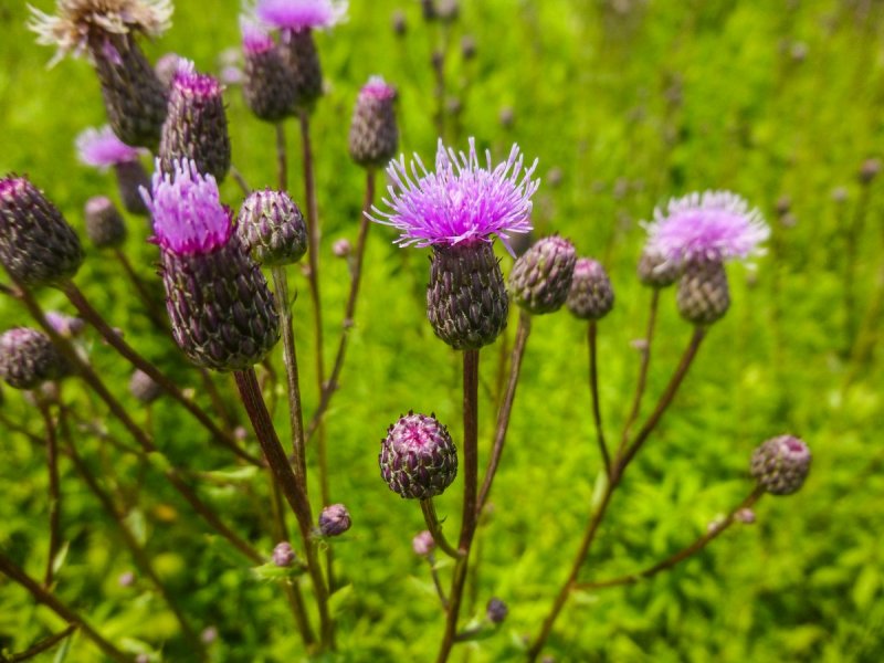 Бодяк полевой (Cirsium arvense SCOP.)