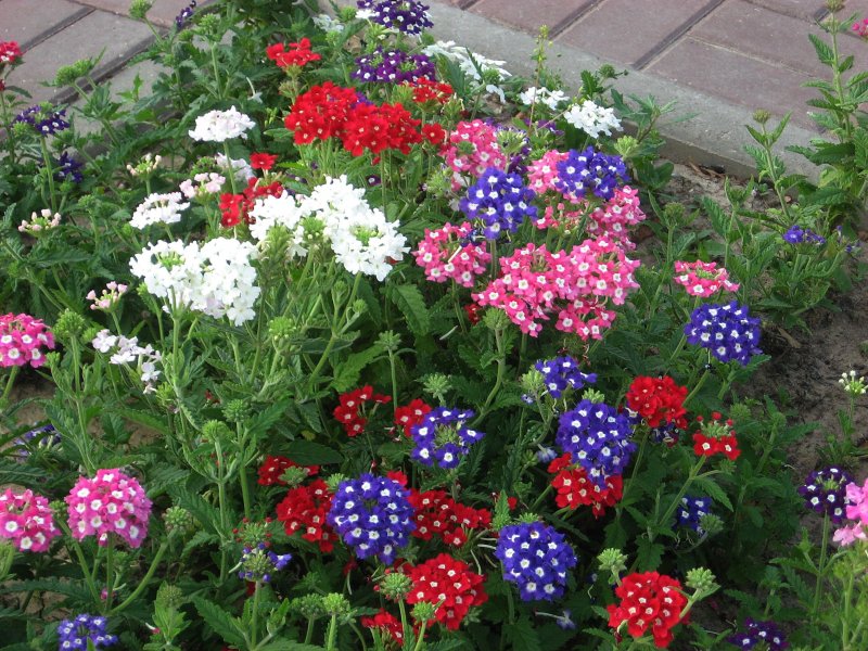 Вербена Verbena Lanai Purple Star