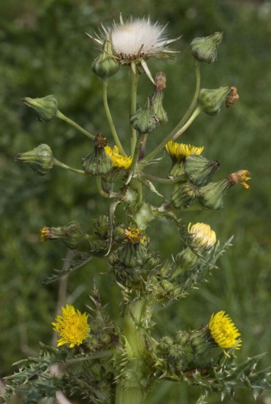 Осот полевой (Sonchus arvensis),