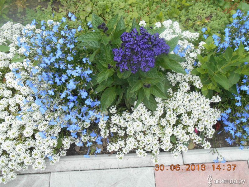 Цинерария петуния алиссум