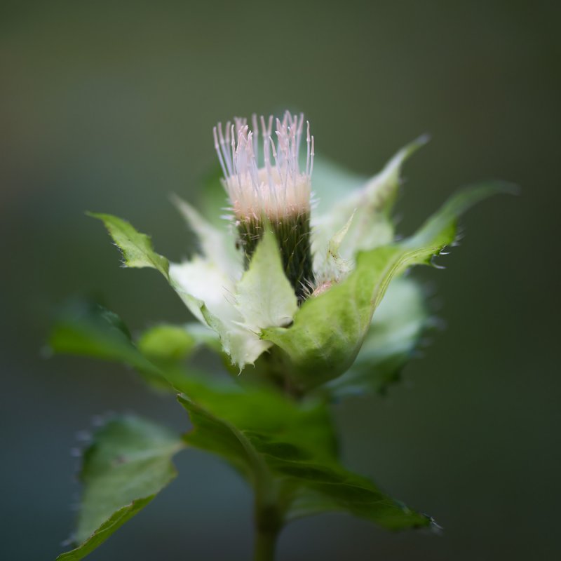 Бодяк огородный Cirsium oleraceum