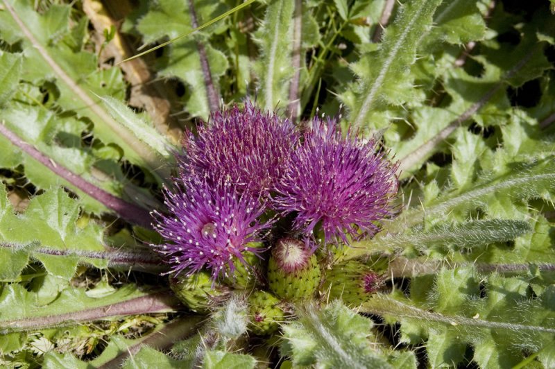 Бодяк (Cirsium esculentum