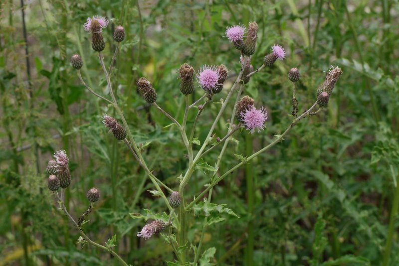 Бодяк полевой (Cirsium arvense)