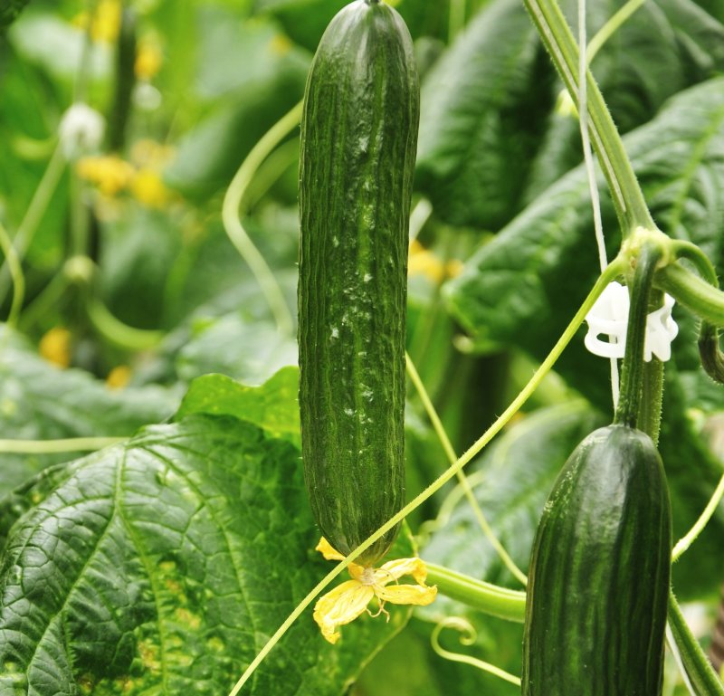 Cucumis sativus растение