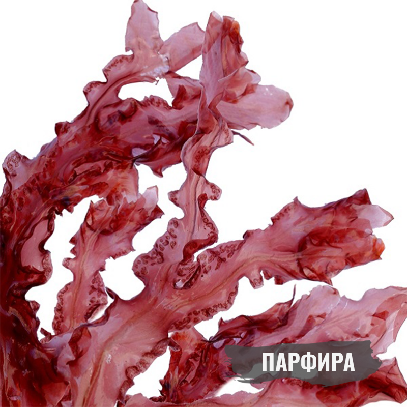 Порфира Филлофора