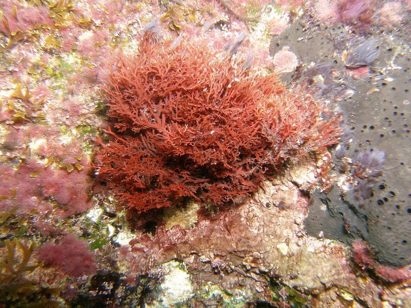 Красные водоросли (Rhodophyta)