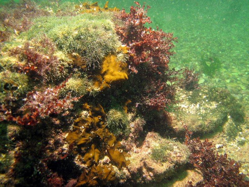 Филлофора курчавая Phyllophora crispa