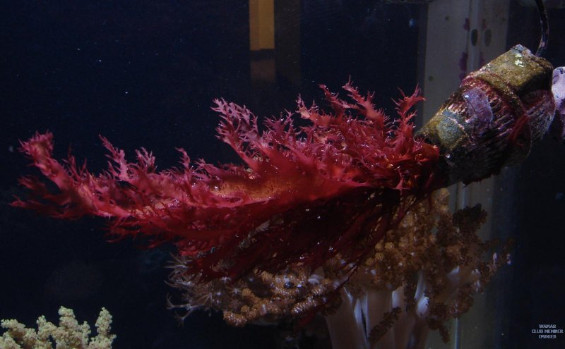 Halymenia водоросль