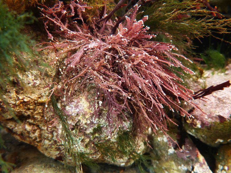 Красная водоросль Кораллина (corallina officinalis)