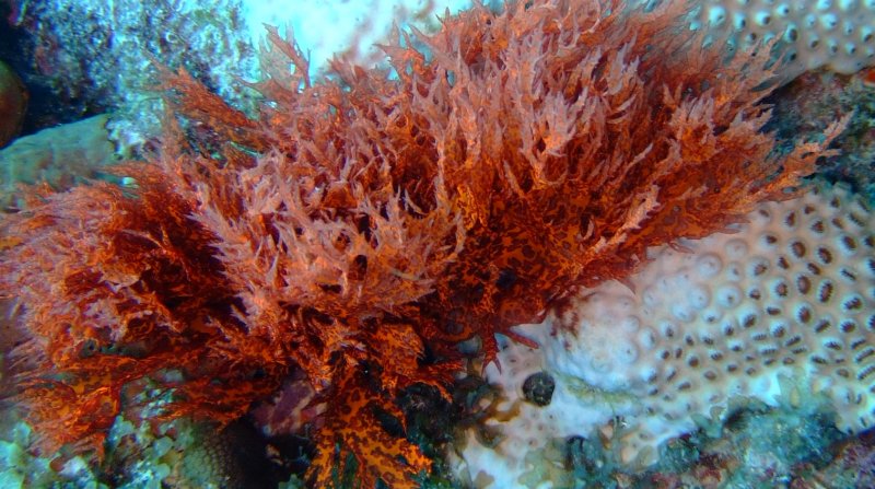 Бурые водоросли багрянки