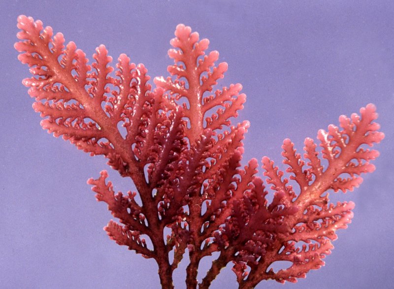 • Laurencia coronopus