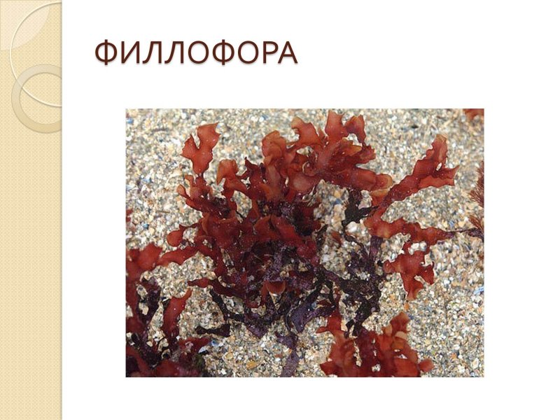 Красные водоросли Филлофора