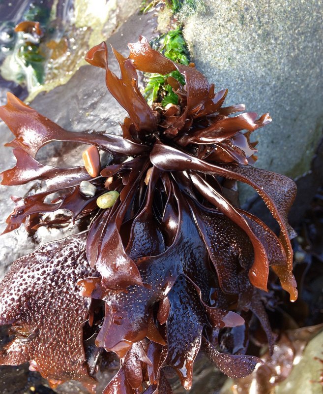 Mastocarpus stellatus