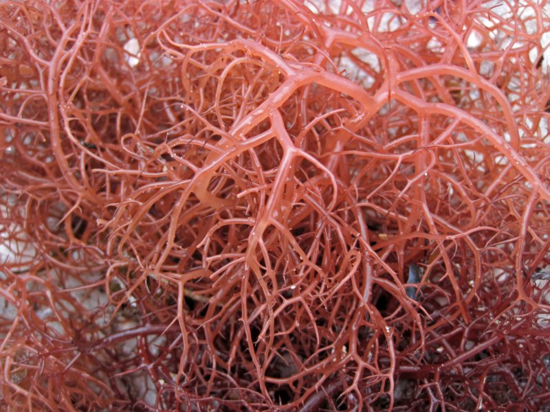 Delisea pulchra водоросль
