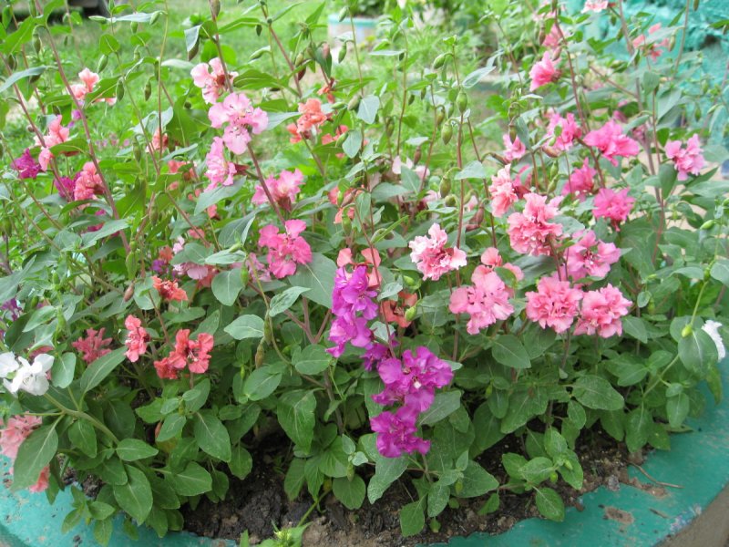 Кларкия изящная