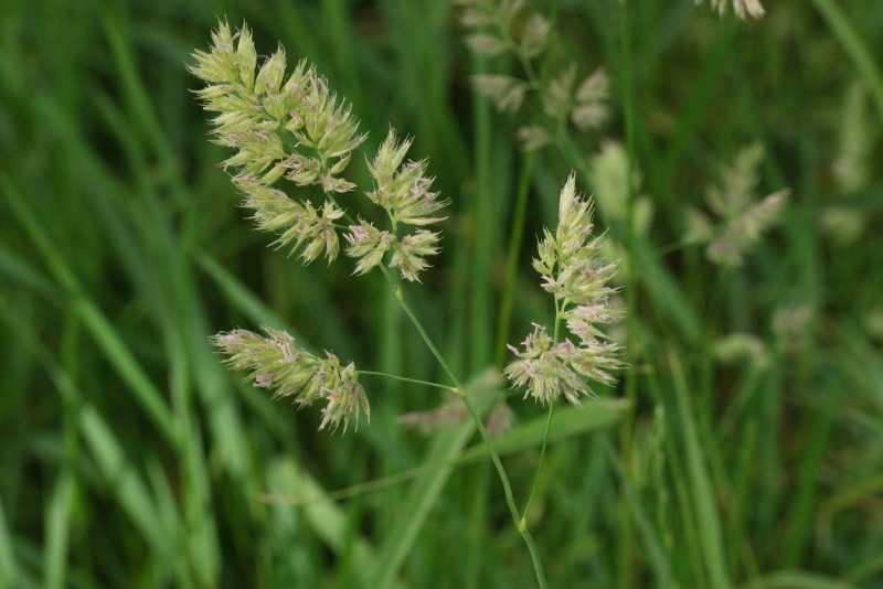 Ежа сборная Dactylis glomerata