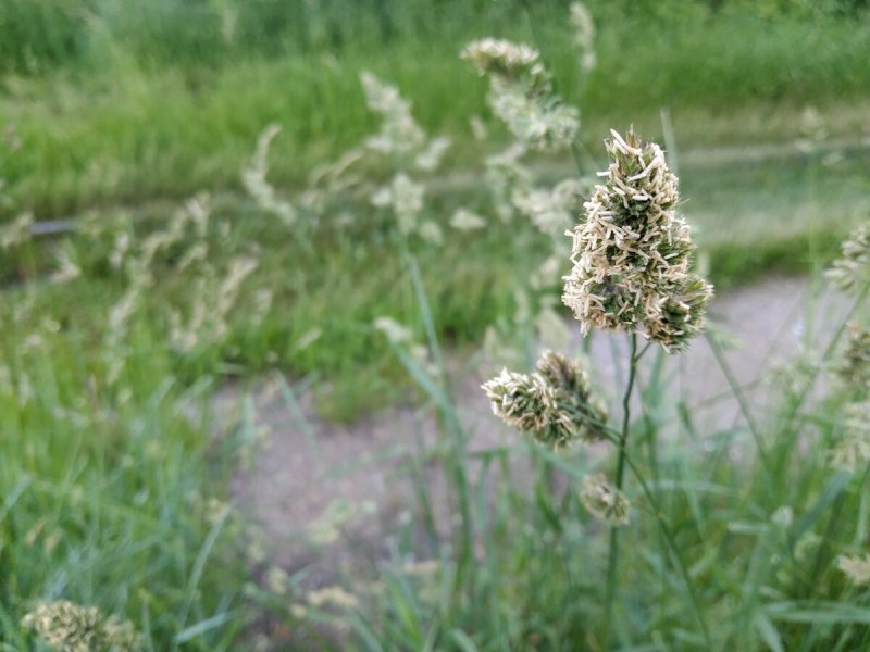 Ежа сборная (Dactylis glomerata) "variegata"