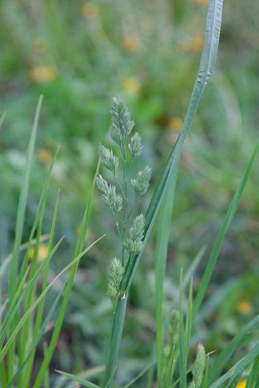Ежа сборная Dactylis glomerata l.