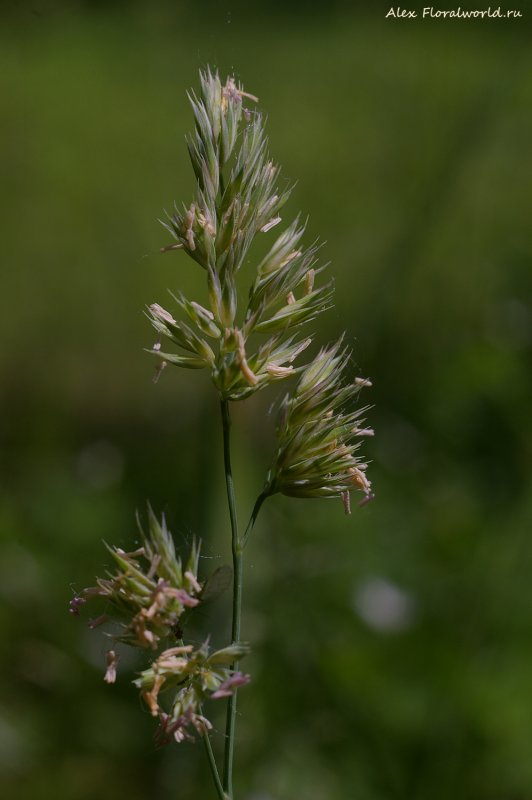 Ежа сборная Dactylis glomerata l.