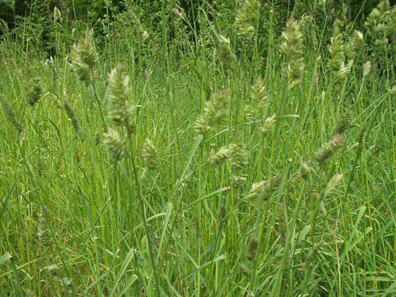 Ежа сборная (Dactylis glomerata) "variegata"