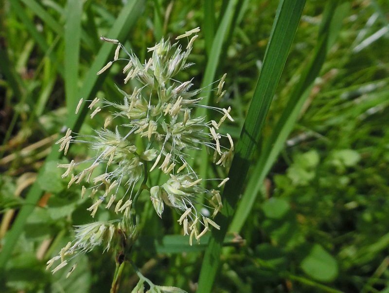 Ежа сборная Dactylis glomerata l.