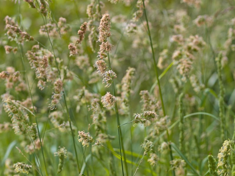Ежа сборная Dactylis glomerata l.