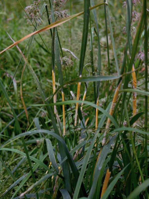 Ежа сборная Dactylis glomerata l.