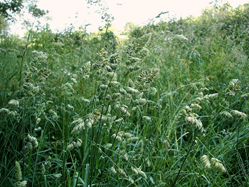 Ежа сборная Dactylis glomerata