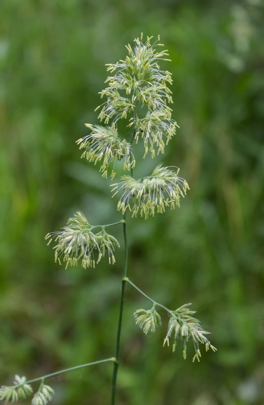 Ежа сборная (Dactylis glomerata) "variegata"