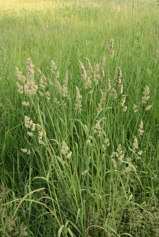 Dactylis glomerata