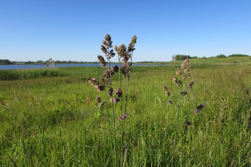 Dactylis glomerata