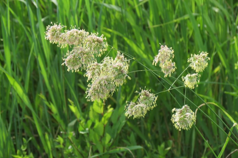 Ежа сборная Dactylis glomerata