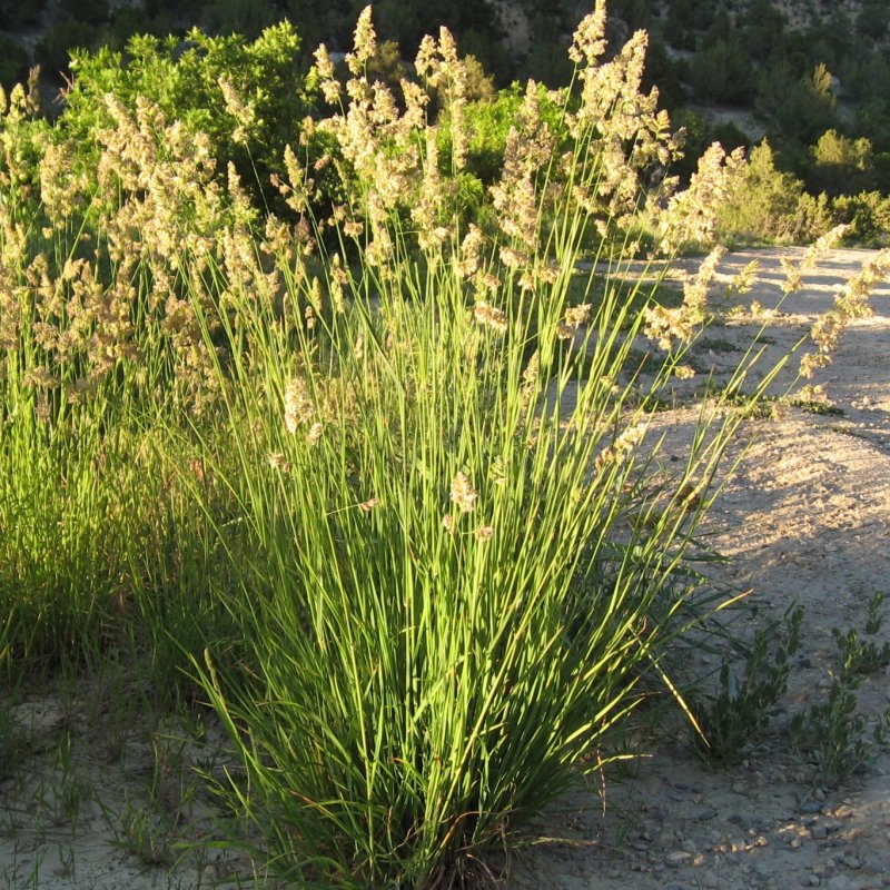 Dactylis glomerata