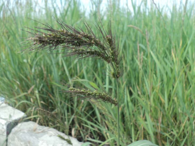 Cocks foot or Orchard grass