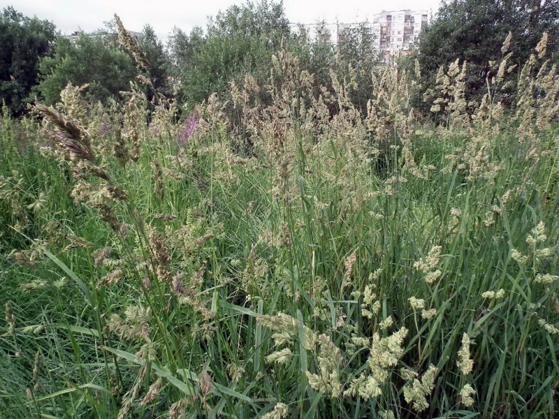 Ежа сборная Dactylis glomerata
