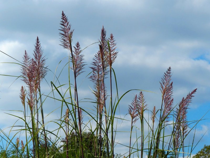 Ежа сборная Dactylis glomerata l.