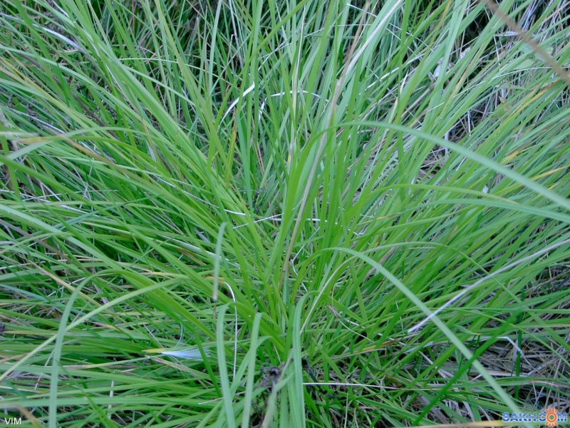 Ежа сборная Dactylis glomerata
