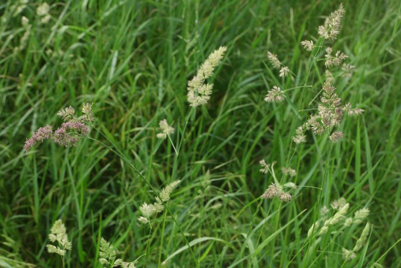 Dactylis glomerata