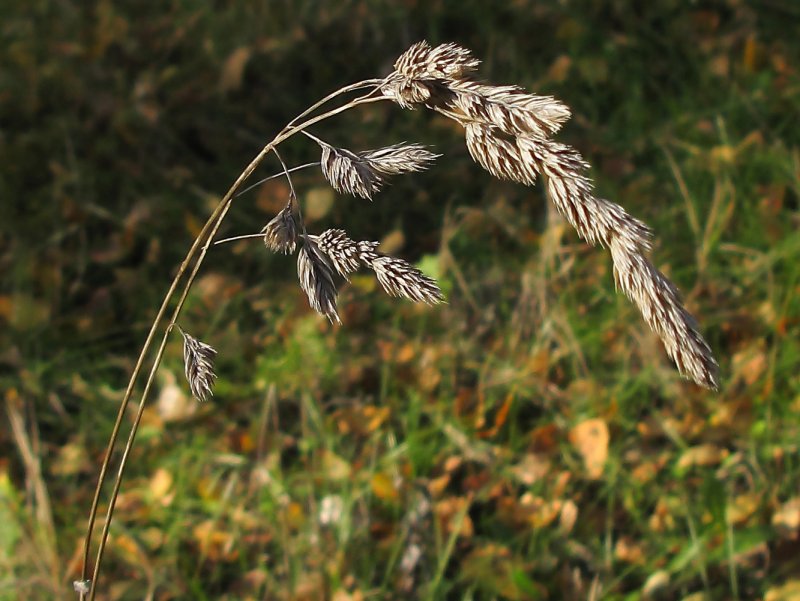 Dactylis glomerata