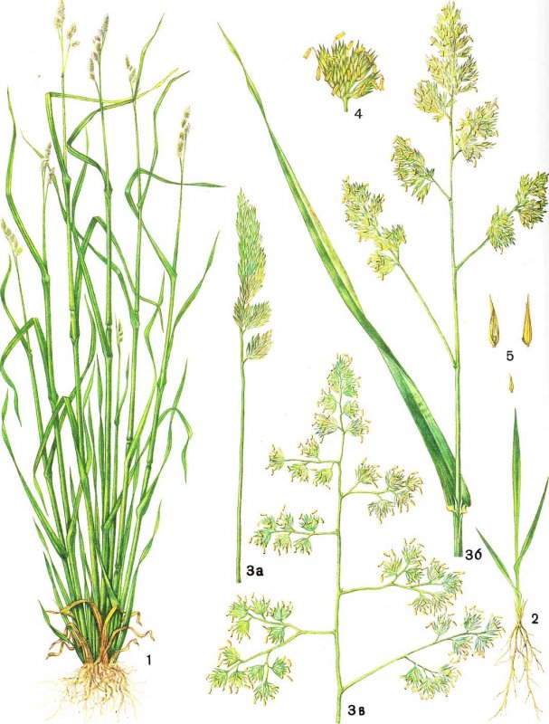 Orchard grass
