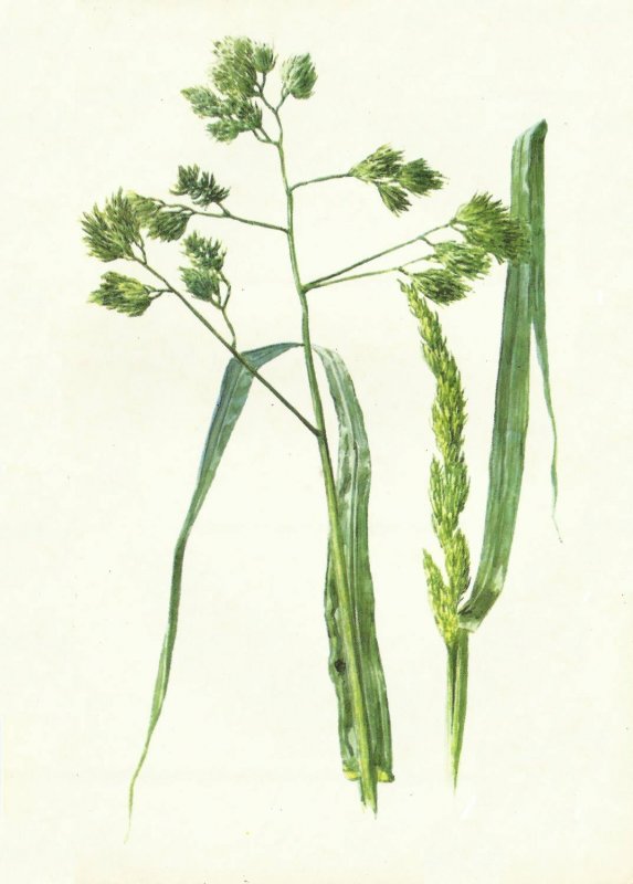 Лисохвост Луговой (Alopecurus pratensis ‘Aureovariegatus’)
