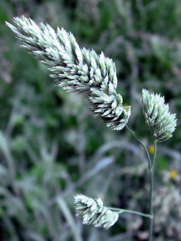 Scleranthus annuus