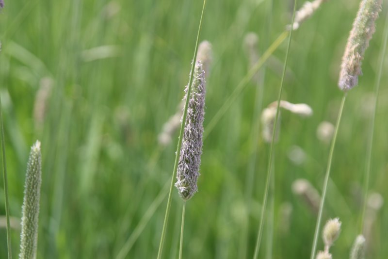 Ежа сборная (Dactylis glomerata) "variegata"