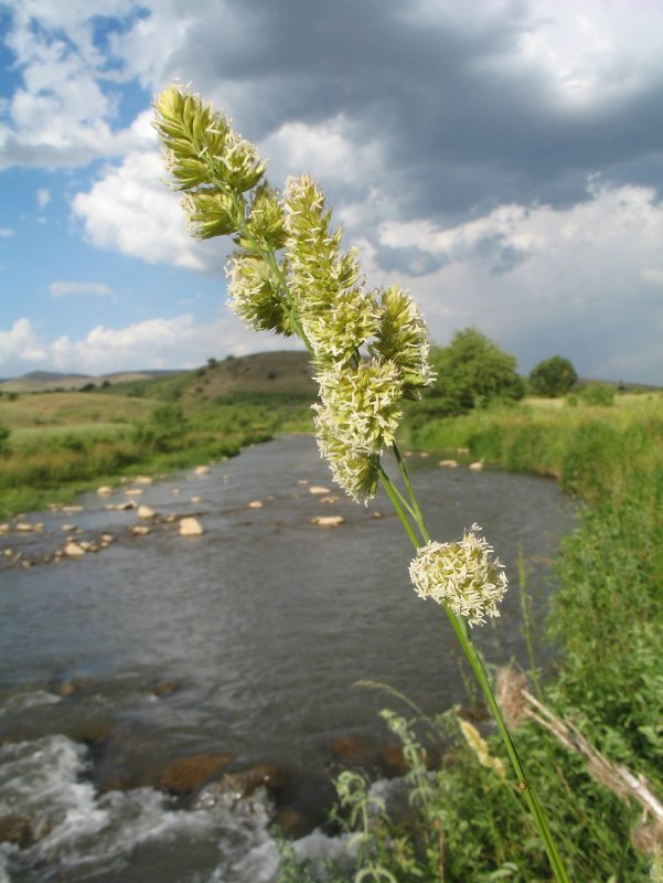 Лисохвост Луговой