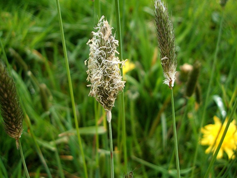 Овсяница Луговая (Festuca pratensis)